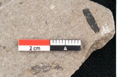Foto (Detailansicht) von Zostera ungeri Ettingshausen (NHMW-GEO-2024-0188-6664)